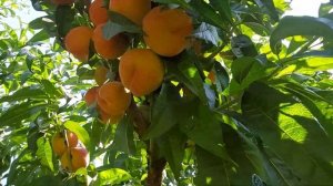 Сорт персика "Ред Хейвен" ?