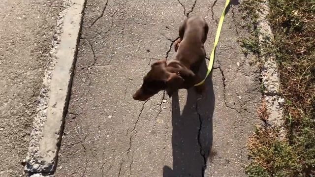 Чему я учу щенков на улице в первую очередь смотреть онлайн