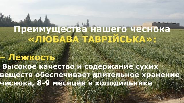Семена чеснока | Посевной материал | Озимый чеснок 2020 Севок, Воздушка, Зубок | Посадочный материа смотреть онлайн