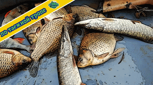 Сезон охоты на утку открыт. Один в лесу на водоеме