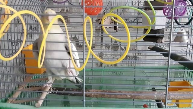 Попугай корелла говорит своё имя (Corel parrot says its name) смотреть онлайн