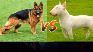 #Немецкая овчарка против Бультерьера// Animals Battle//