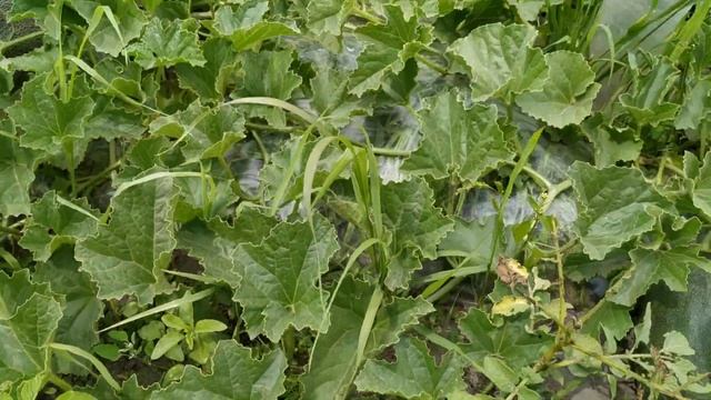 Обзор привитых ДЫНЬ? на 23 июля. Дыня АМАЛ и ФЛОРЕНЦИЯ. смотреть онлайн