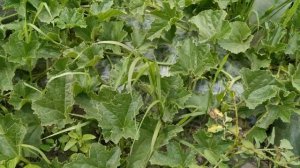 Обзор привитых ДЫНЬ? на 23 июля. Дыня АМАЛ и ФЛОРЕНЦИЯ.