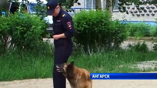 Служебных собак нет, Анграск смотреть онлайн