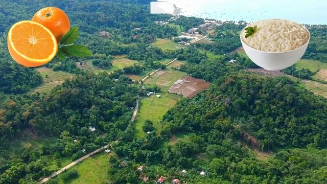 Филиппинцы. Все про филиппинцев за 20 мин смотреть онлайн