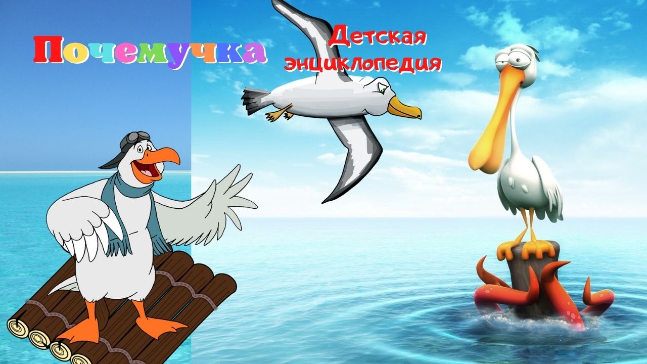 0+ Альбатрос. Интересные факты. Почемучка. Детская энциклопедия. смотреть онлайн