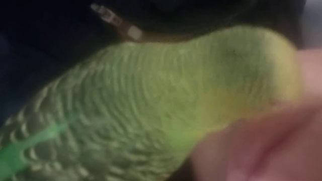 Говорящий попугай смотреть онлайн