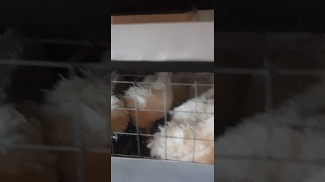 Площадь посадки материнского стада. смотреть онлайн