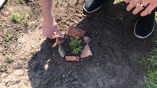 ВОЗЬМИТЕ И ЗАКОПАЙТЕ ЯЙЦО в САДУ! ВЫ УДИВИТЕСЬ ЧТО С НЕГО ВЫРАСТЕТ! смотреть онлайн