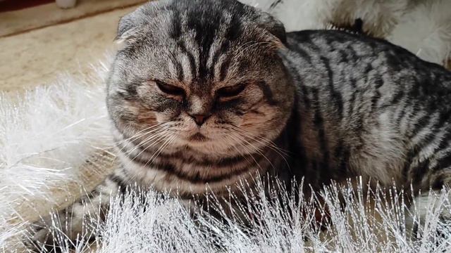 Самый красивый кот. The most beautiful cat. Шотландский вислоухий) смотреть онлайн