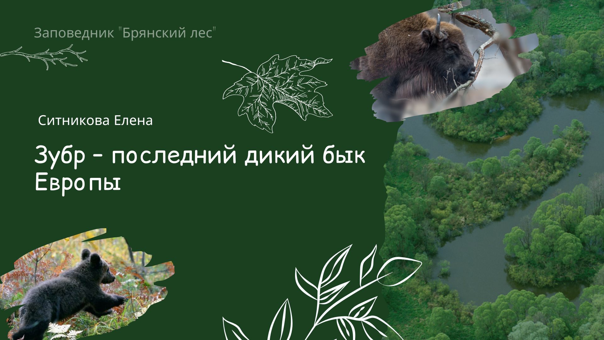 Лекция «Зубр – последний дикий бык Европы»