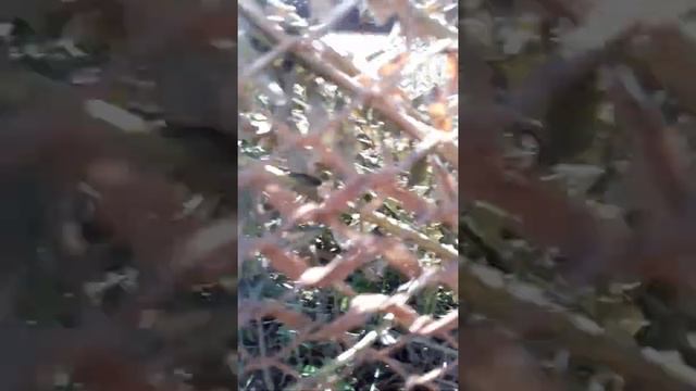 коростель в домашних условиях смотреть онлайн