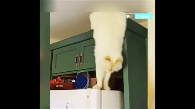 Смешные животные. Funny animals 2023. Подборка приколов за март смотреть онлайн