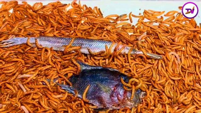 Mealworms Vs Fish |Which Fish Kills 10000 Superworms?| Mealworms Eating Fish