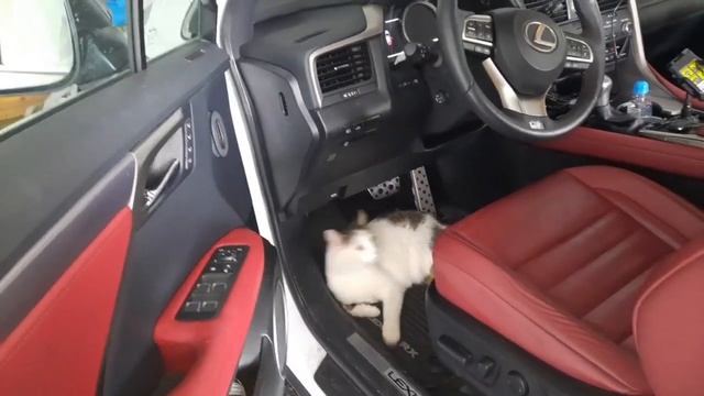 Из какого фильма мелодия в этом ролике? смотреть онлайн