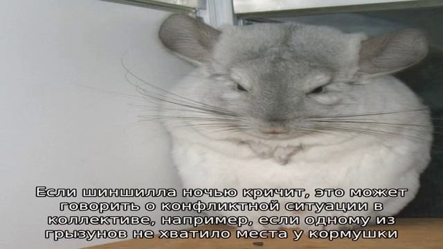 Почему шиншилла кричит и пищит