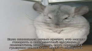 Почему шиншилла кричит и пищит