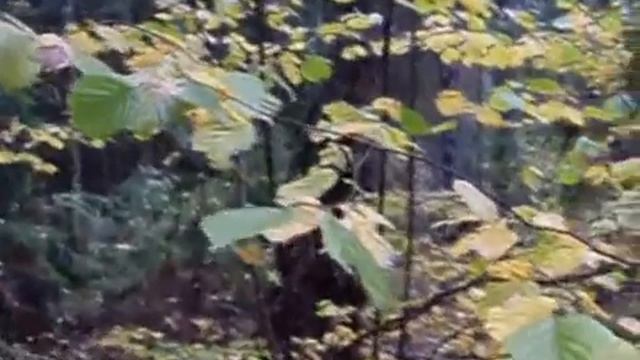 Вальс с желтыми листьями Waltz off yellow leaves смотреть онлайн