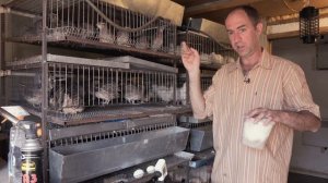 Подмосковный белый гигант и Танюшкин бройлерный фараон . Вес перепелов в тридцать дней