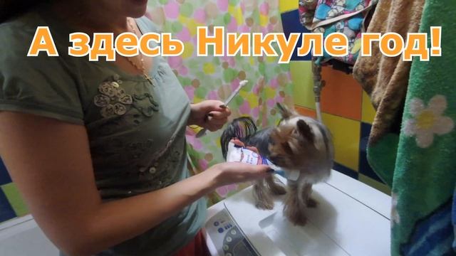 Чистка зубов йорка. Как ухаживать за зубами собаки? смотреть онлайн