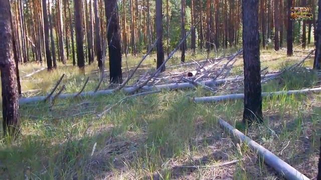 Животный Мир Земли. Берегите природу. Protect the nature