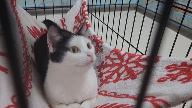 Социальный видеоролик про бездомных животных "Час добра" смотреть онлайн