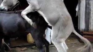 Donkey Mating