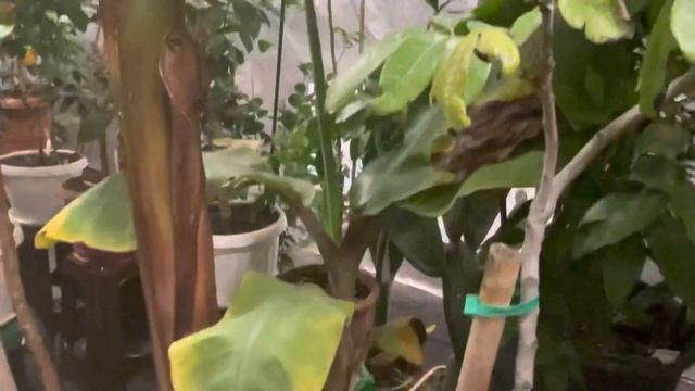 Теплица для цитрусов и экзотов, температура внутри во время сильного похолодания . Киевская обл . смотреть онлайн