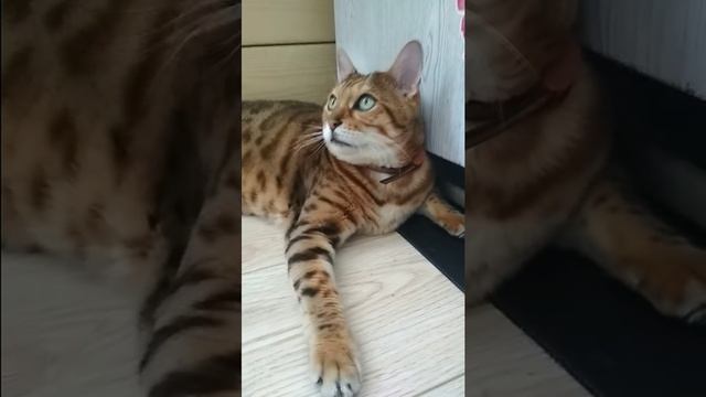 Разговор с котом. смотреть онлайн