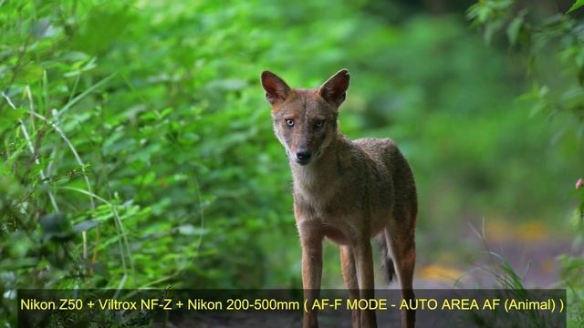 Nikon Z50 Review Update | Nikon Z30 | VILTROX  NF-Z Adapter Review | Nikon FTZ Adapter | Nikon Z.