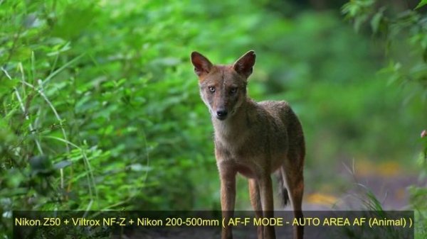 Nikon Z50 Review Update | Nikon Z30 | VILTROX NF-Z Adapter Review | Nikon FTZ Adapter | Nikon Z.