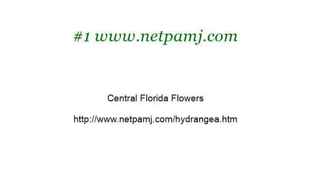 Flowers To Grow In Central Florida