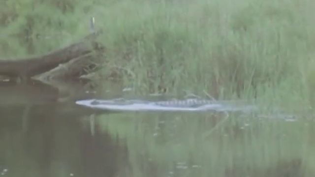 1979 Зачем бабируссе клыки смотреть онлайн