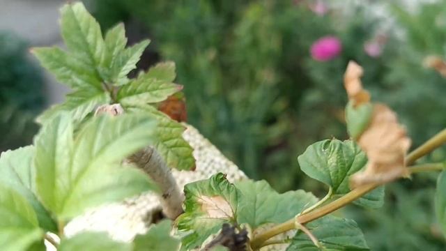 на плотиках из пенопласта: черенки калины Бульденеж дали корешки смотреть онлайн