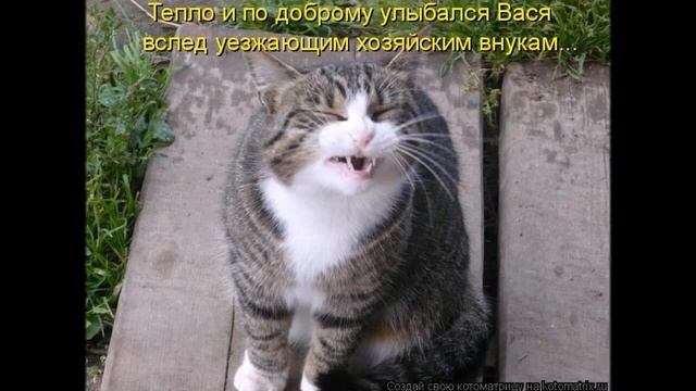 Смешные картинки про кошек и котят Выпуск № 12 FUNNY CATS СМЕШНЫЕ КОШКИ смотреть онлайн