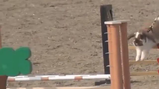 Чемпионат по прыжкам среди кроликов смотреть онлайн