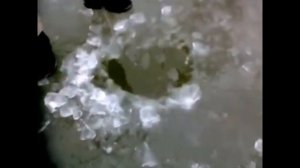 Платная рыбалка изнутри - багрение рыбы, это мерзко.