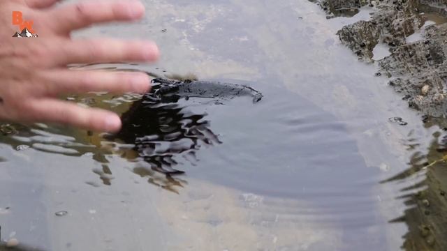 IT'S HUGE! Giant Black Slug! смотреть онлайн