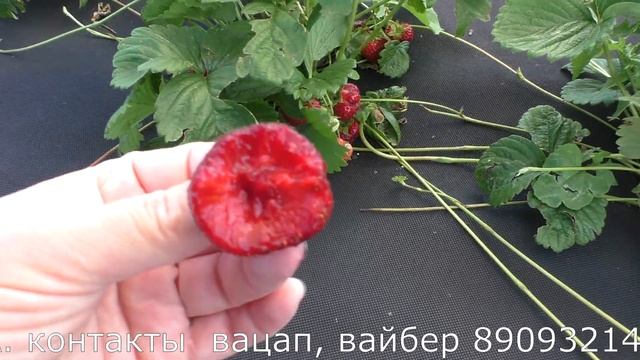 ПОЛВИНА среднеспелый сорт клубники смотреть онлайн