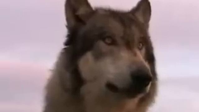 Вой волка\Wolfs howl смотреть онлайн