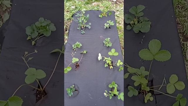 Клубника из тимирязевской академии. Сорта клубники: фавори, торпеда, берегиня, марано, лорд. смотреть онлайн