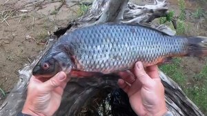 Первая проверка перемётов, Рыбалка на перемёт