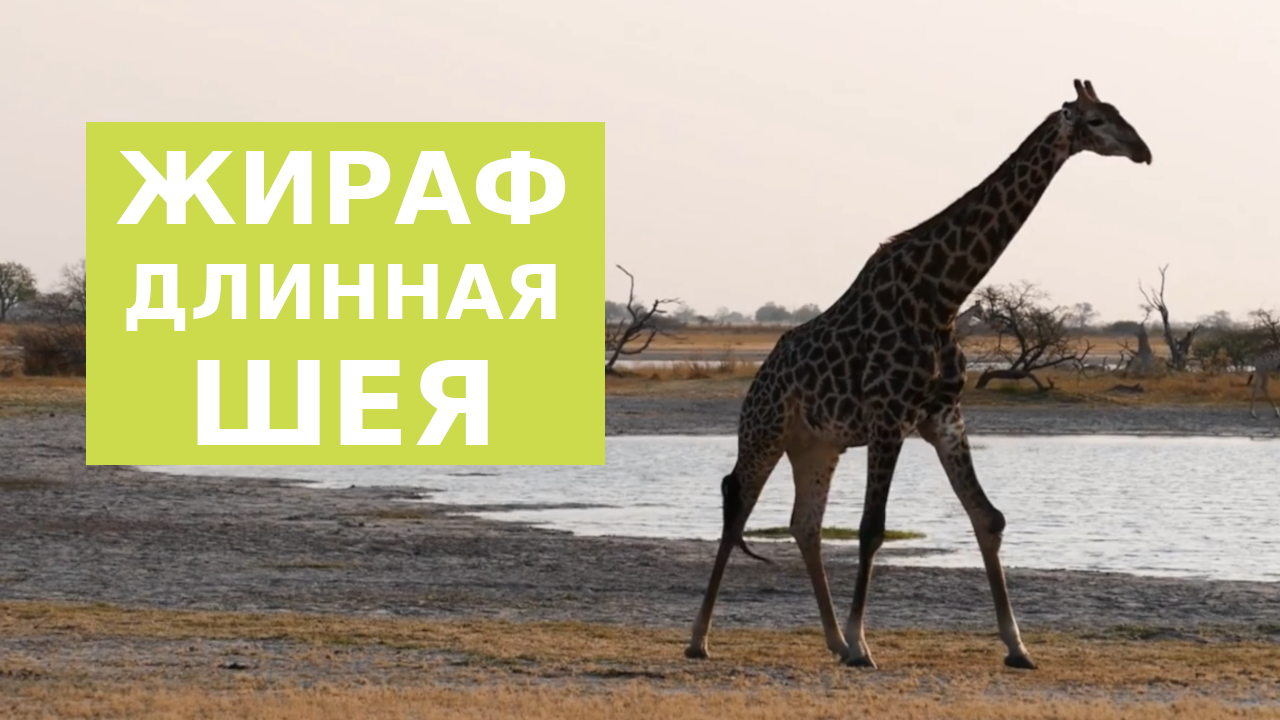 Жираф воплощение безмятежности