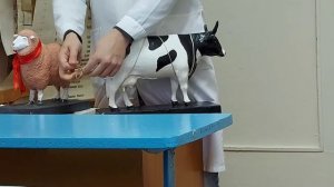 Итальянский повал крупного рогатого скота.