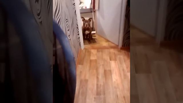 Pitbull VS Mask смотреть онлайн