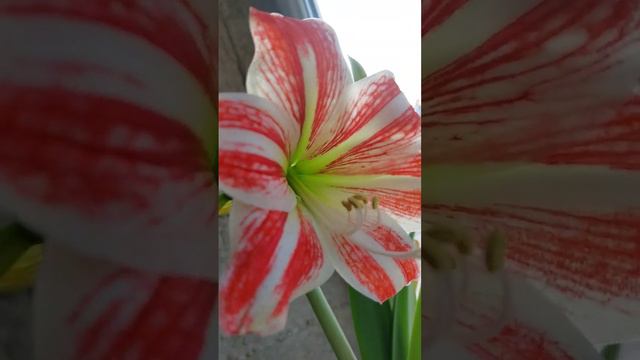 красивый цветок смотреть онлайн