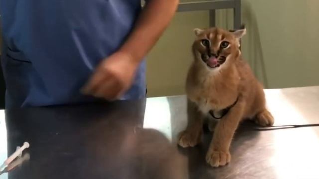 Рысь у ветеринара смотреть онлайн