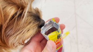 ЗЛОЙ ПЁС УПРАВЛЯЕТ МОИМ ДНЁМ С ПОМОЩЬЮ КНОПОК * 100 КНОПОК ЧЕЛЛЕНДЖ *