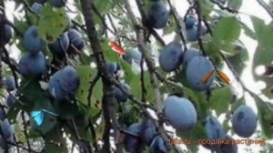 Слива обыкновенная Фиолетовая (prunus domestica) ? обзор: как сажать, саженцы сливы Фиолетовая